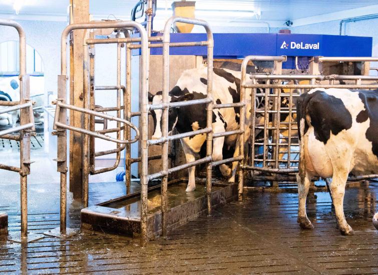 Careful Planning Needed to Set up Milking Robots