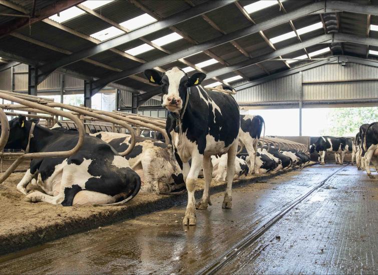 Producers urged to optimise nutrition to prevent lameness
