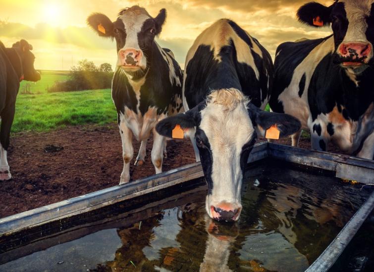 Preparing for heat stress in dairy cows
