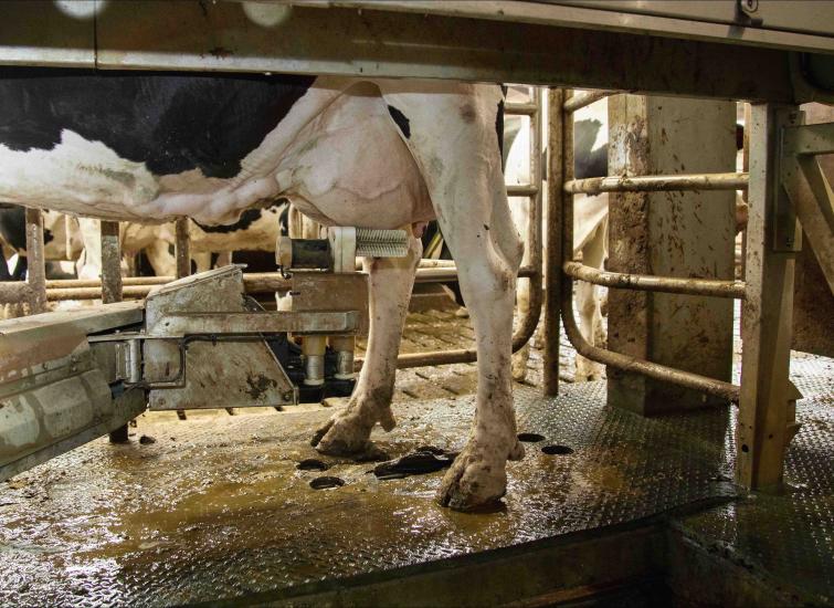Key considerations when switching to milking robots