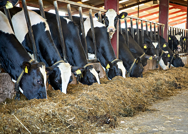 Multi-cut: higher quality silage, more milk from forage