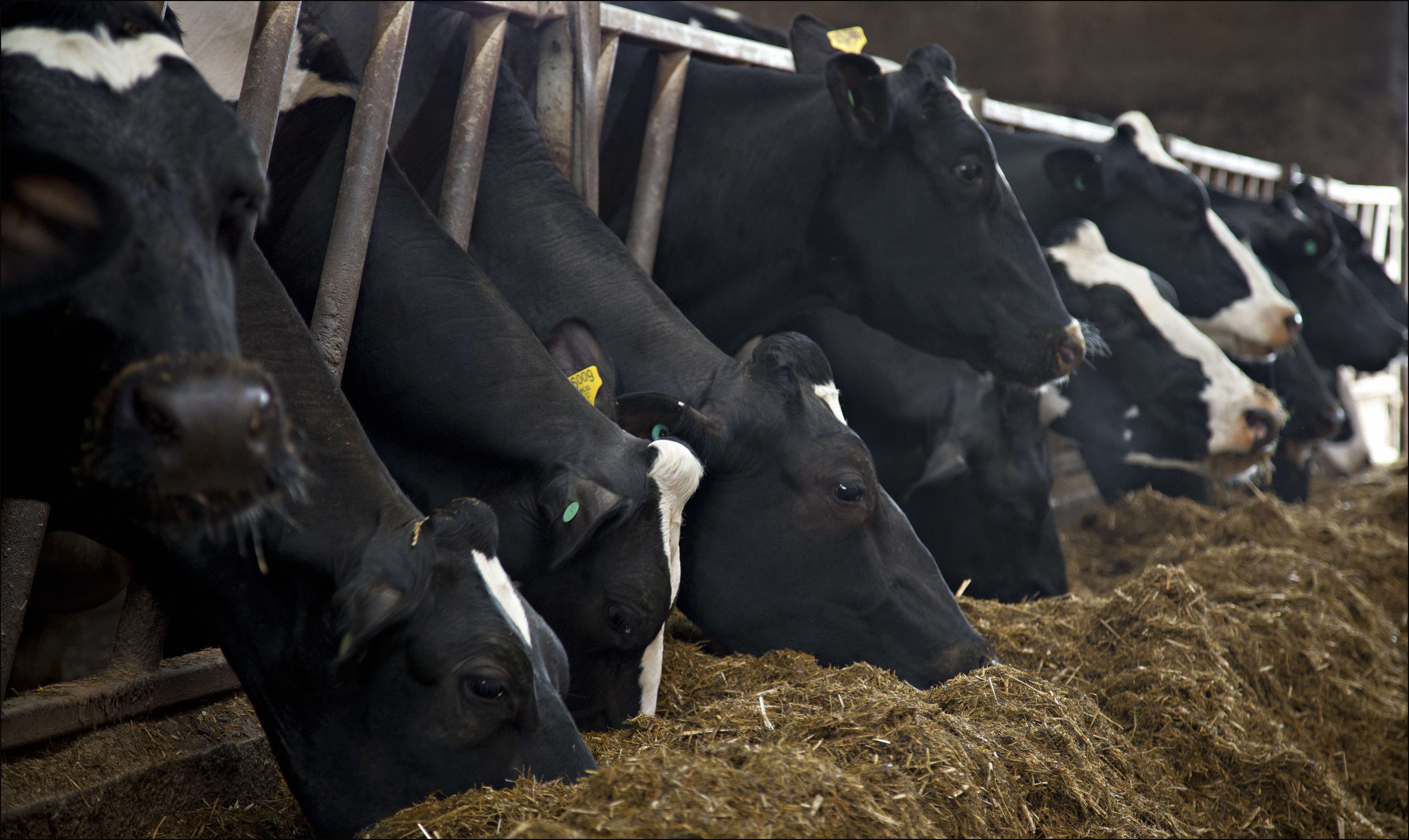 Holistic View of Dry Cow Management