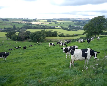 Managing Cows At Grass